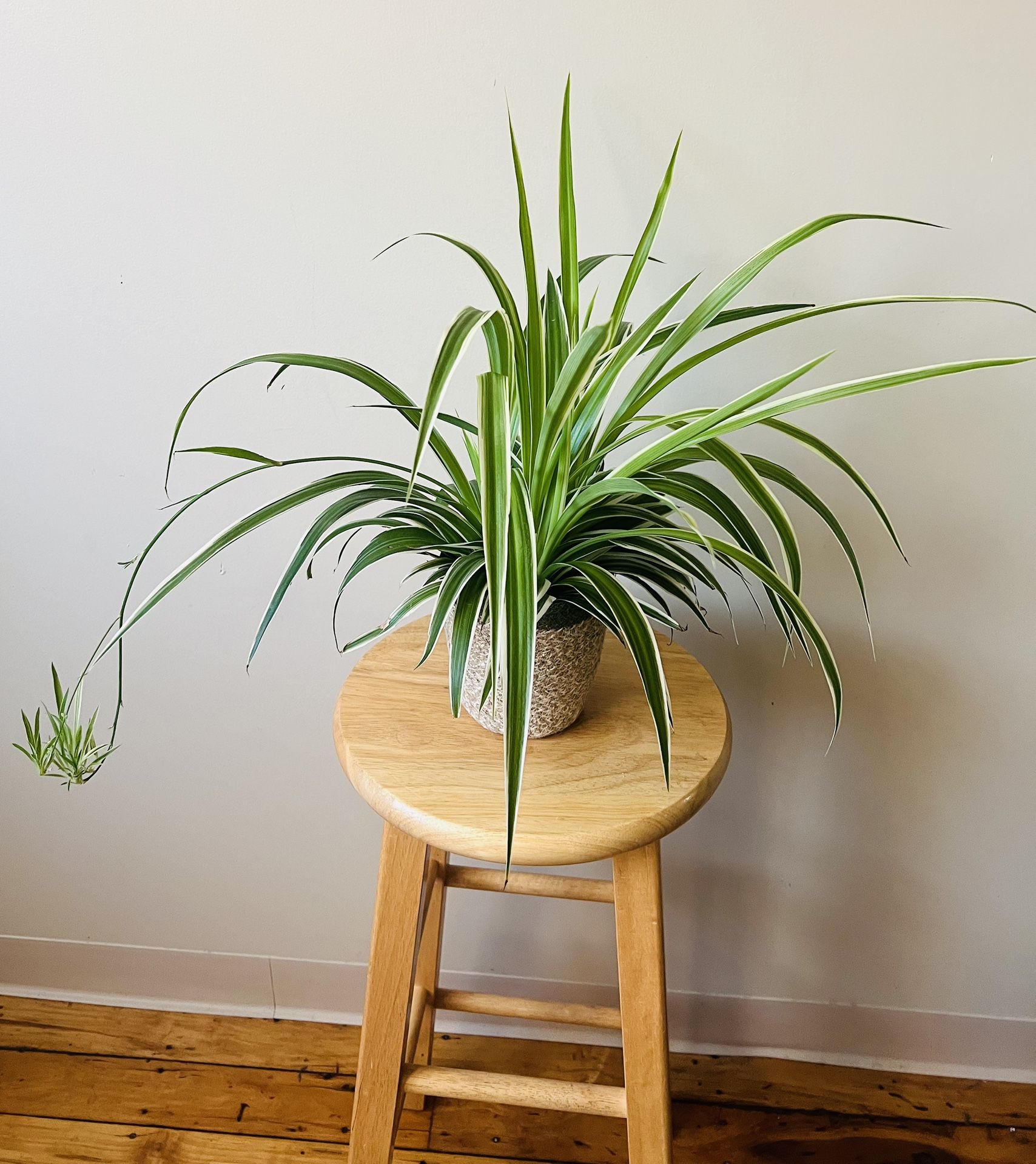 Spider Plant 
