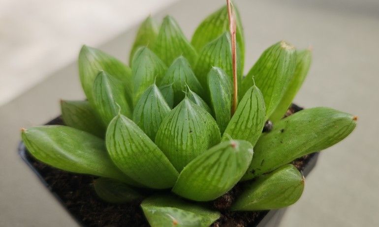 Succulent
