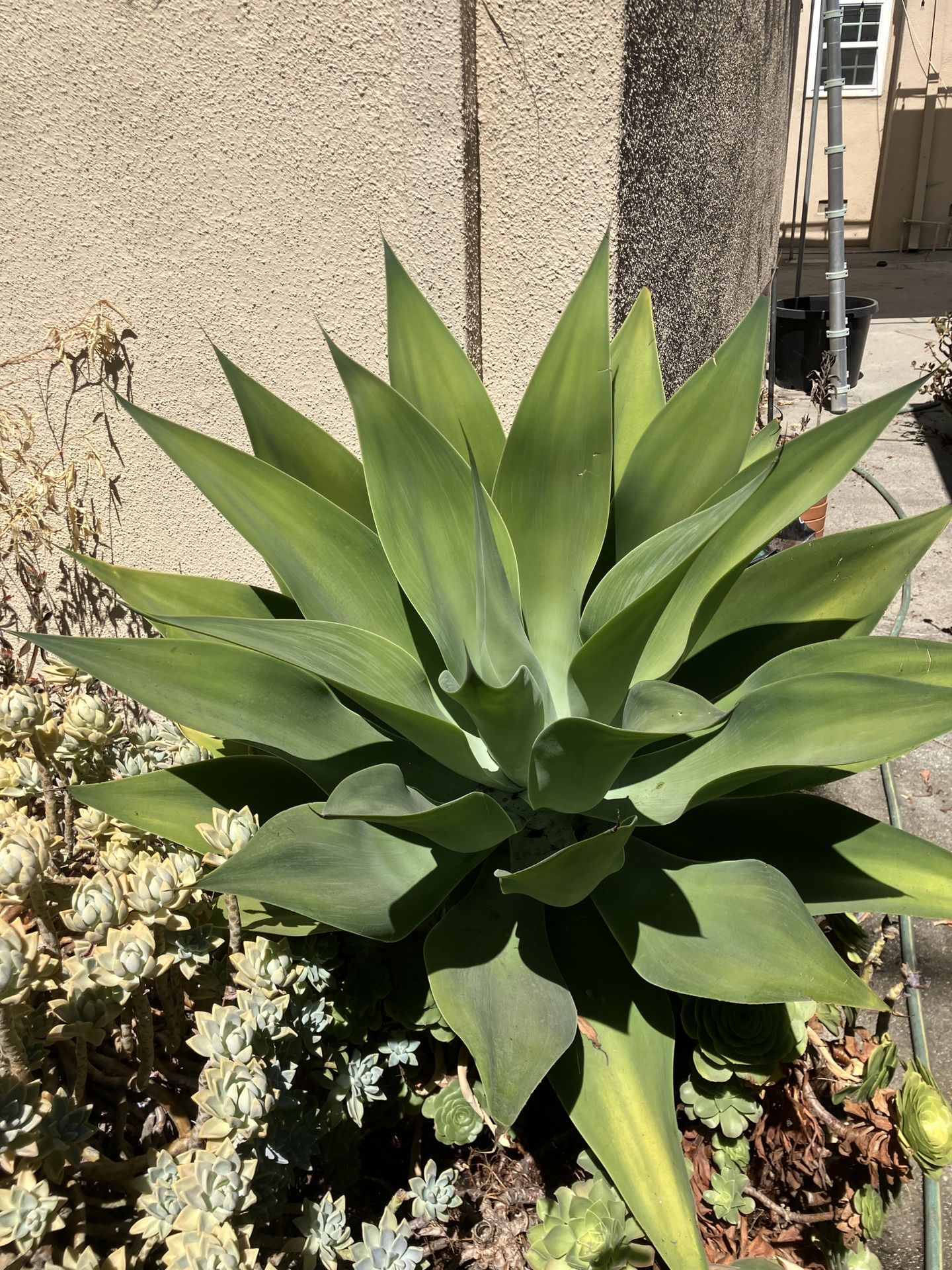 Large agave attenuata