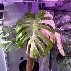 Thai constellation Monstera
