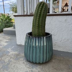 Massive Sun Goddess cactus Trichocereus 
