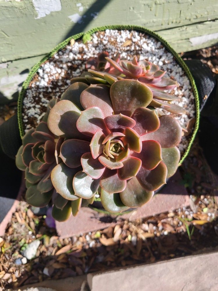Echeveria succulent plant