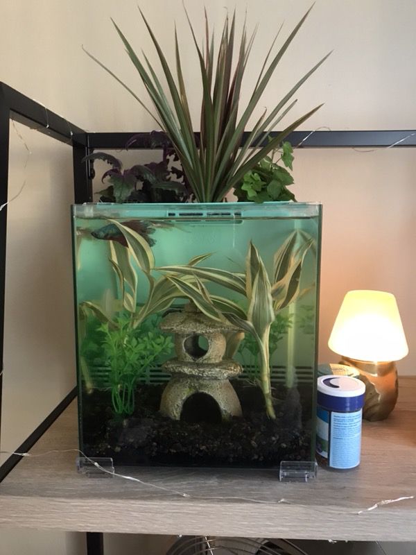New 2.5 gallon aquaponic fish tank