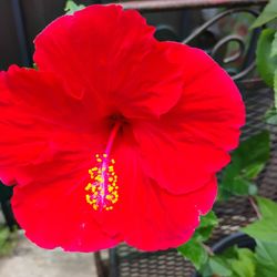 Hibiscus 🌺 Plant 