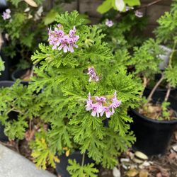 Citronella 🪴 Mosquito 🦟 Repellent