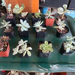 Small succulent plants