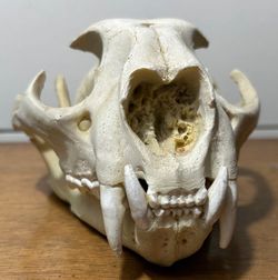 Replica skull mountain lion puma cougar skull