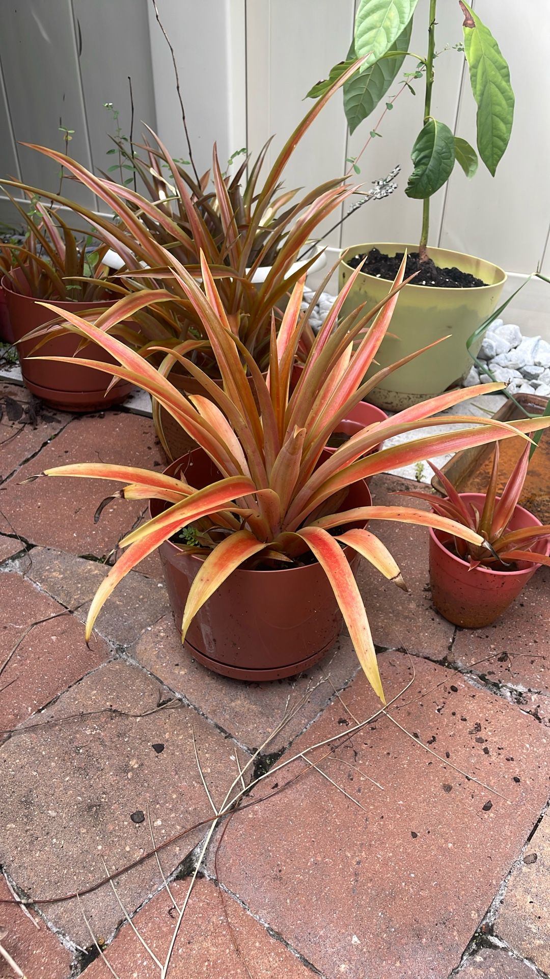 Miniature Pineapple Plant