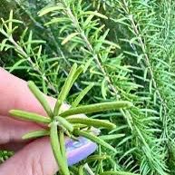 1 Gallon rosemary