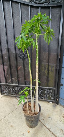 Papaya Trees for sale