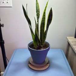 24 Inch Tall Large Snake Plant #2