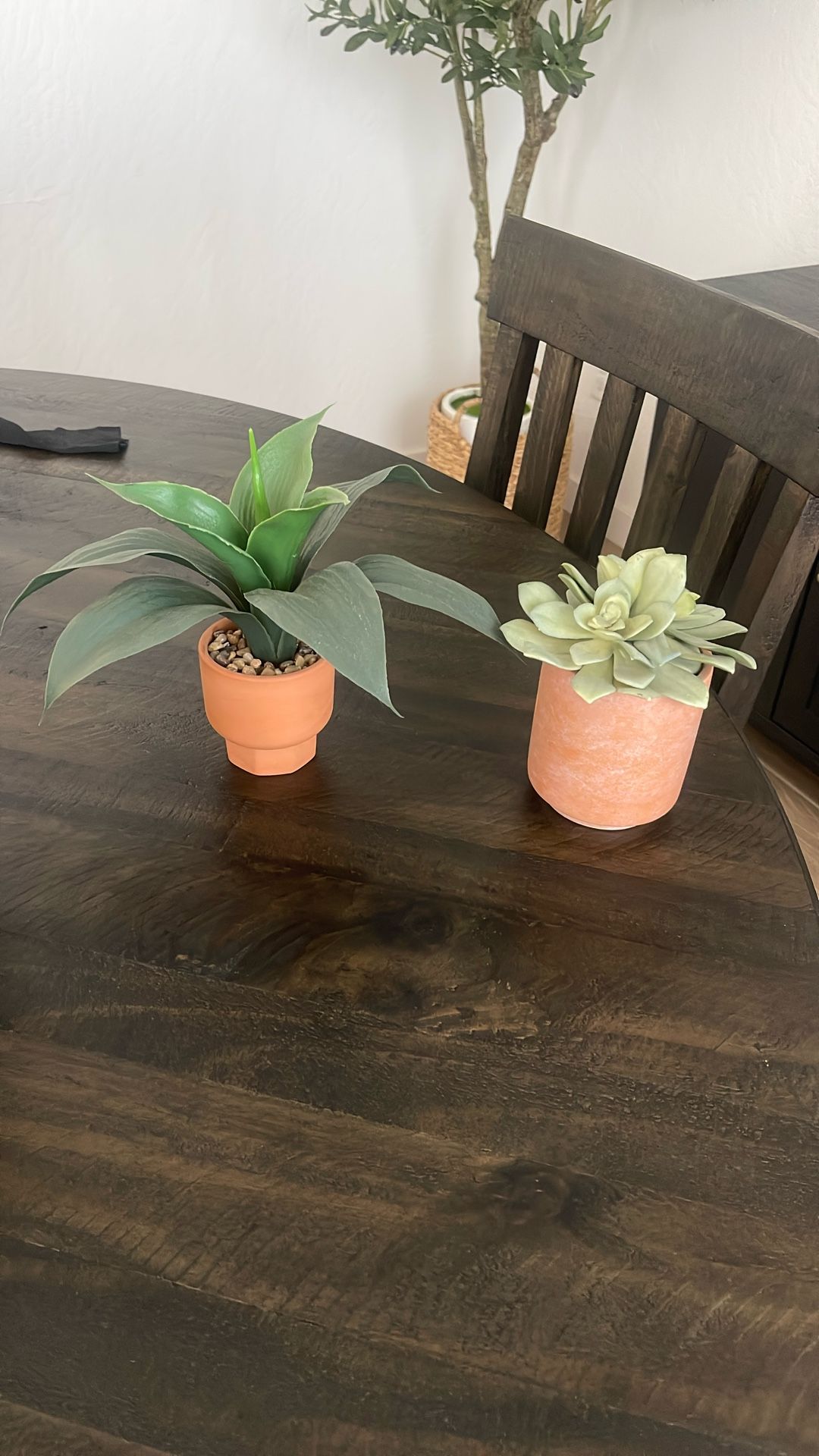 Decor Plants