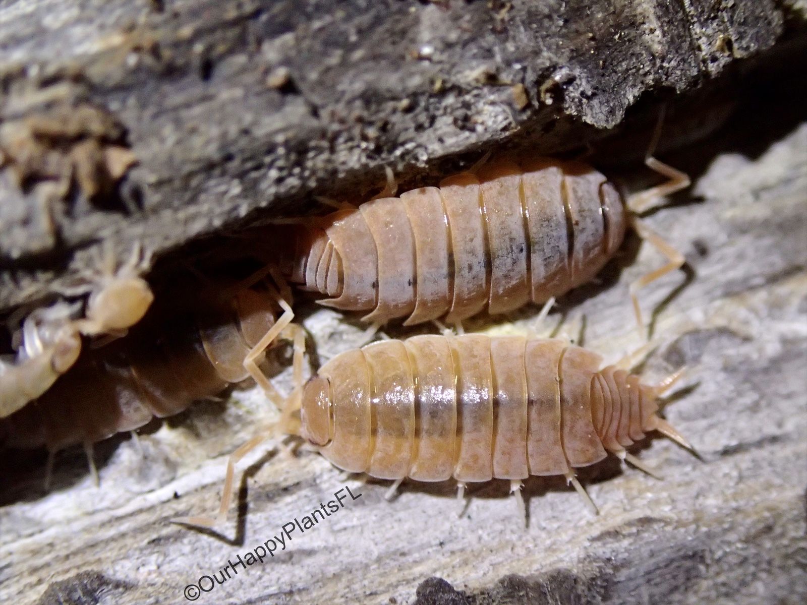 Powder Orange Isopods 20+ Count for Sale in Valrico, FL OfferUp