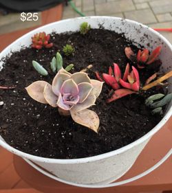 Succulents