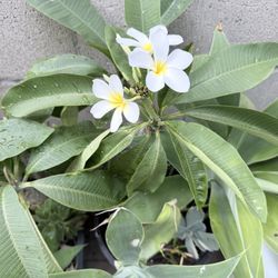 White Plumeria With Succulent Plants 