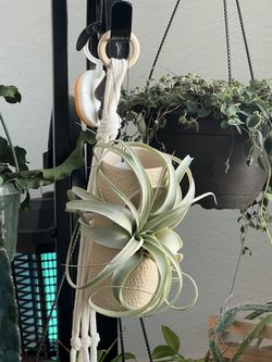 Air Plant