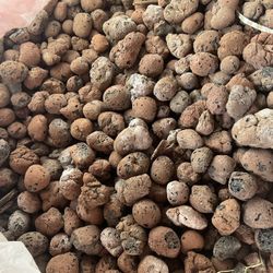 1 Pound Hydroton Media Plants 