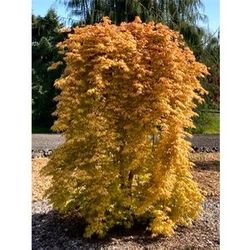 ‘Dragon Master’ weeping dwarf Japanese maple trees —