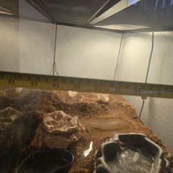 Bearded Dragon Tank