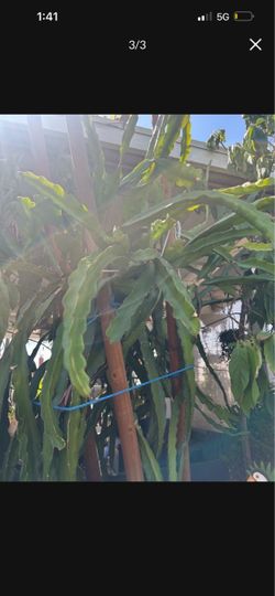 Big Dragon Fruit plant