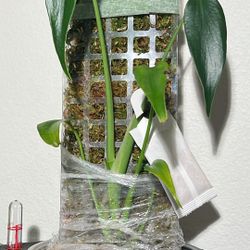 Monstera Burle Marx Flame 🔥 