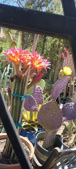 Cactus plant 🌵