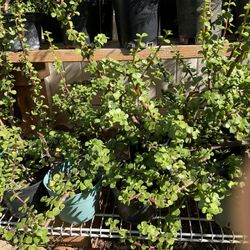 Areca palm Sale , Jade Plants And Chinese Evergreen