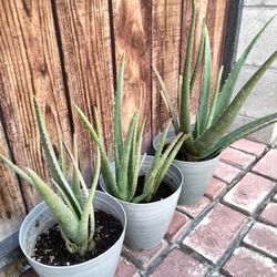 Aloe Vera Plants - Plantas de Sábila (Set of 3)