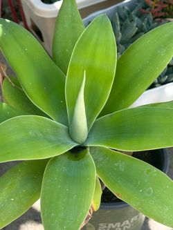 Foxtail Agave in different sizes
