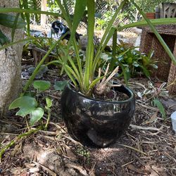 Green Cymbidium Orchid In Black Pot