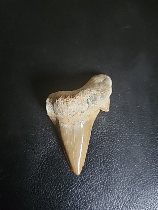 15,000 - 20,000 Yr.Old Petrified Sharks Tooth