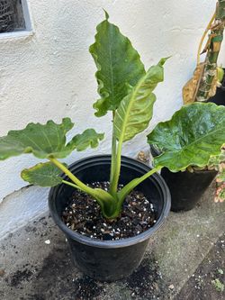 Elephant Ear