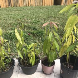 Mango And Hoss Avocado Plants