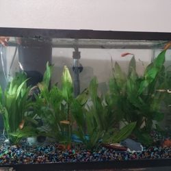 20 Gallon Tall Aquarium With Fish Heater Filter Bubbler And Lights