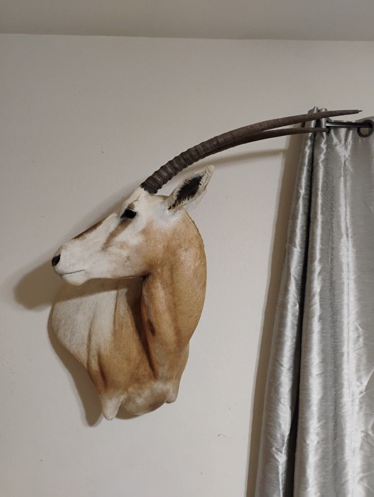 Taxidermy