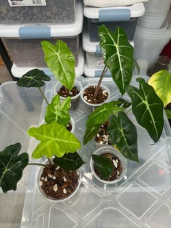 Alocasia Plant