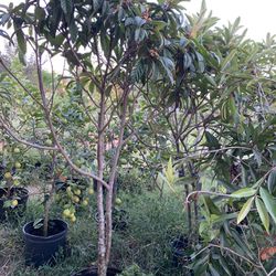 Loquat Tree With Flower 6-7 Ft Tall 15 Galon Pot (will Fruiting Soon )