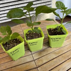 Skittles Sweet (Aji Charapita x Pink Habanero  hybrid) Pepper Plant