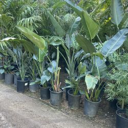 5 Gallon Size- Bird Of Paradise- Boxwood- Ficus- Jasmine- Honeysuckle- Hibiscus- Rose Bushes- Lavender- Podocarpus 