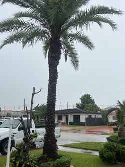 Palma silvestre