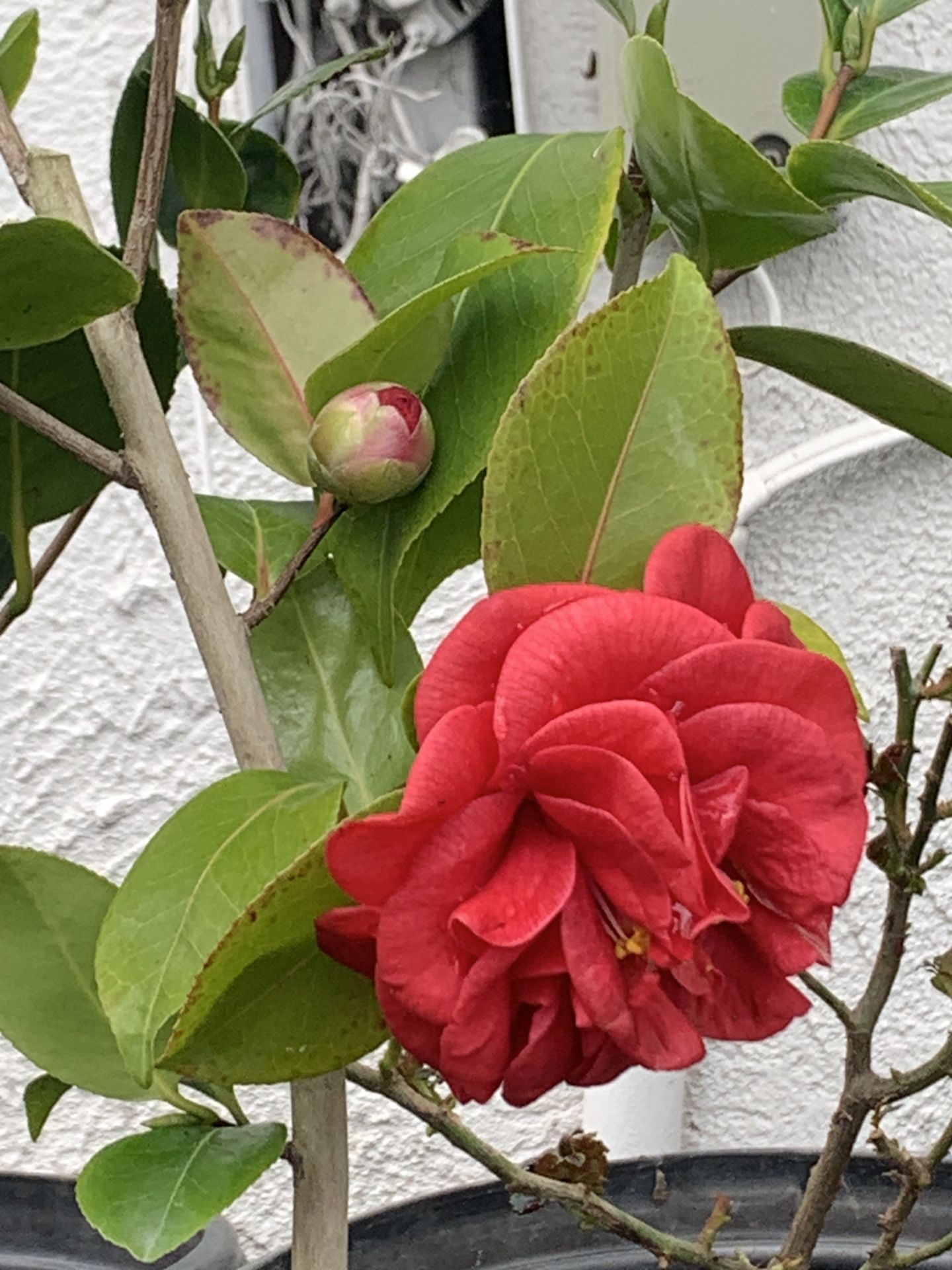 $30 Each Camellia Plants Flowers 5 Gallon Pot