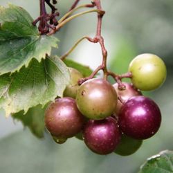 Uvas Muscadine GRAPEVINE plants