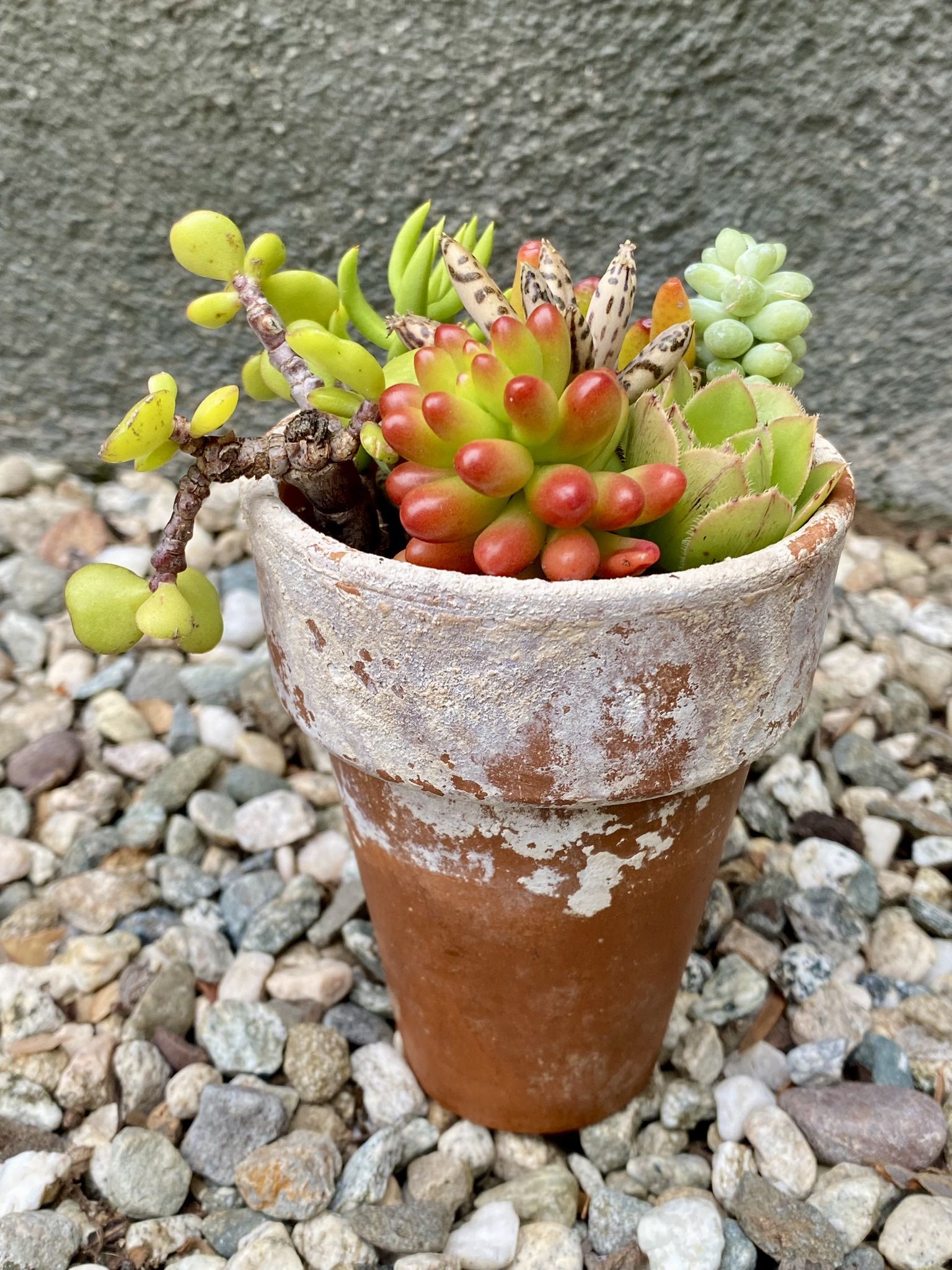 SUCCULENT ARRANGEMENT