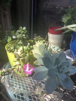 2 types of echeveria, 2 Christmas cactus, 2 jade, 2 kalanchoe