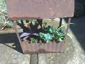 Succulent arrangement, spider plant, wandering jew