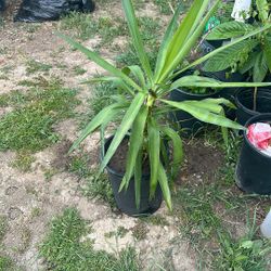 2feet Tall Joshua Tree