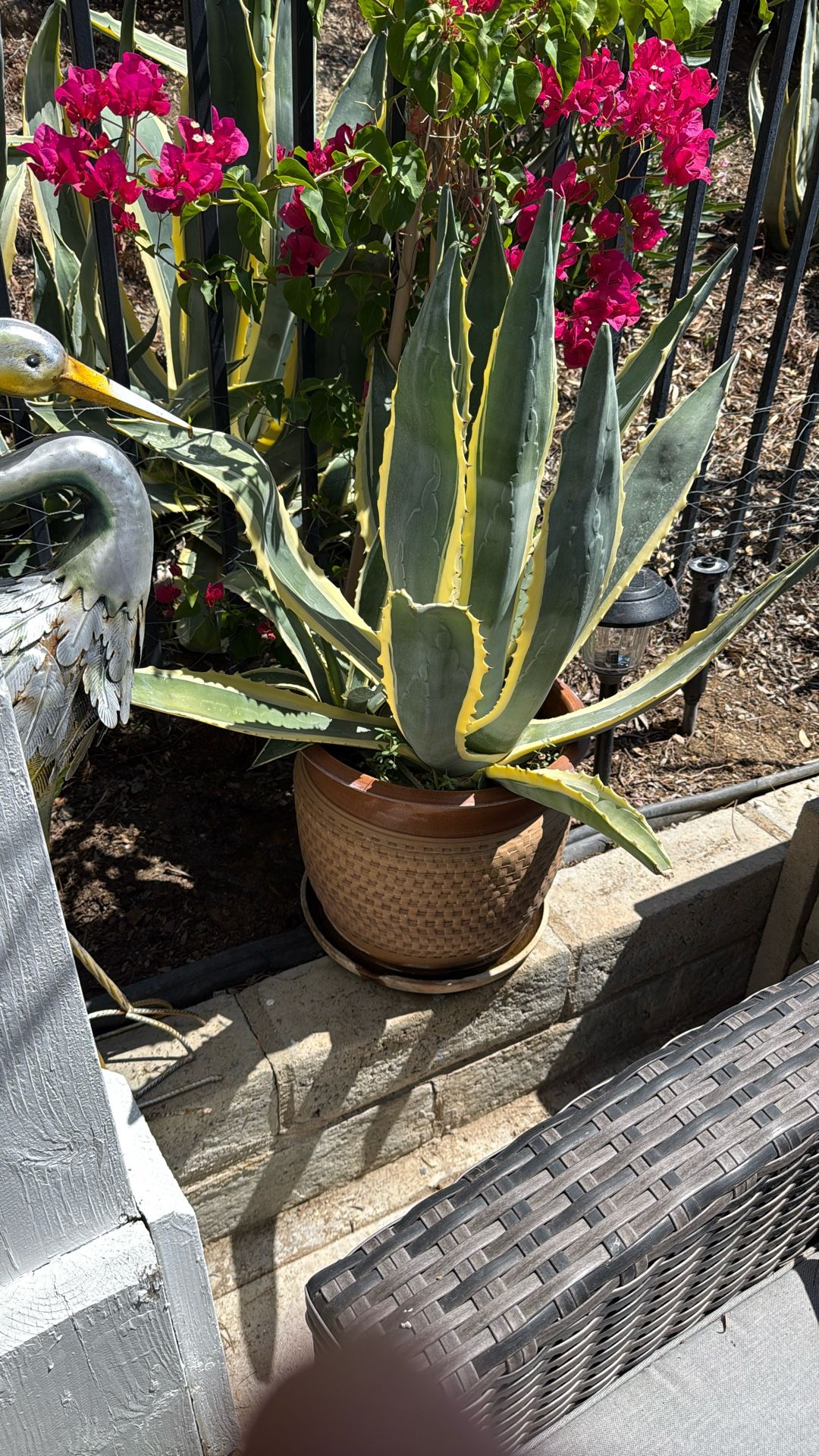 American Agave