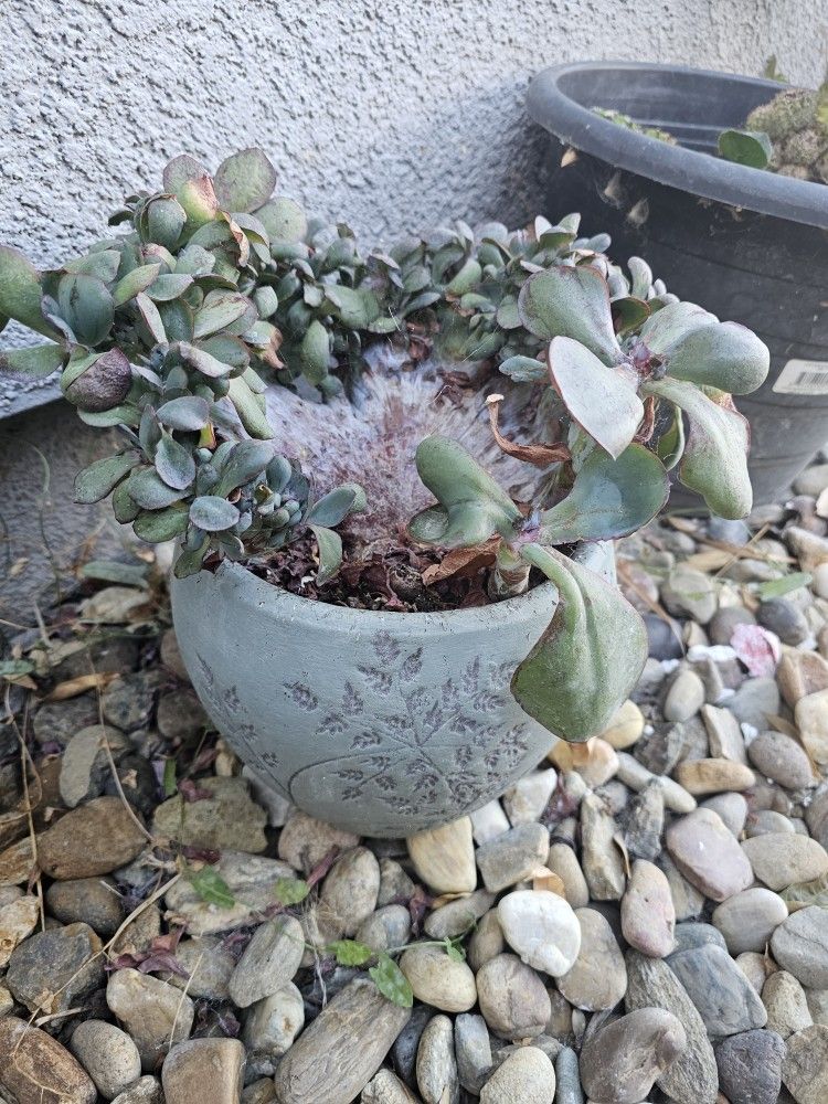 Plants