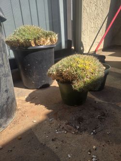 Large, mature Deuterocohnia brevifolia Rare plant