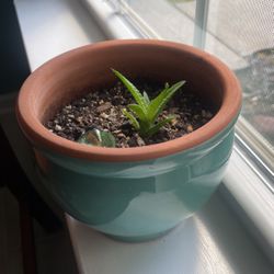 Succulent With Pot